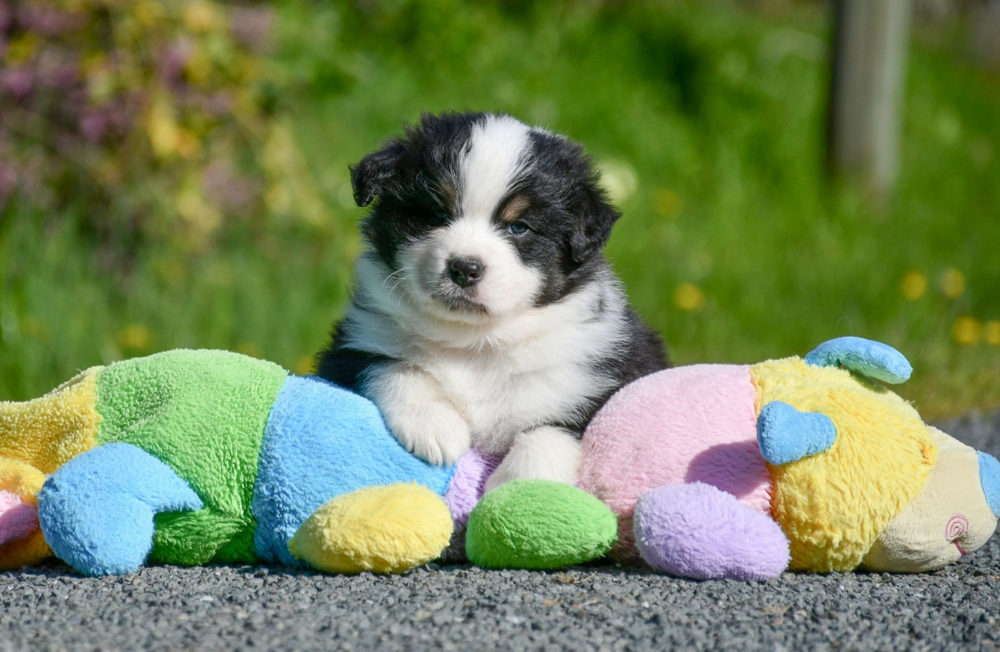 du chemin de la belle etoile - Chiots disponibles - Berger Australien