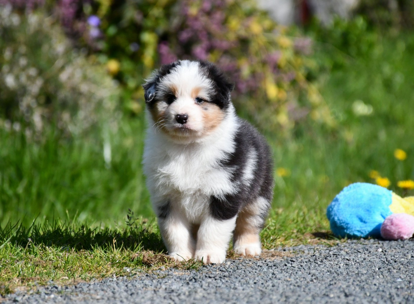 du chemin de la belle etoile - Chiots disponibles - Berger Australien