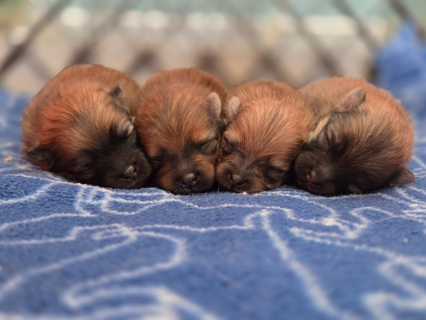 Chiot Spitz allemand du chemin de la belle etoile