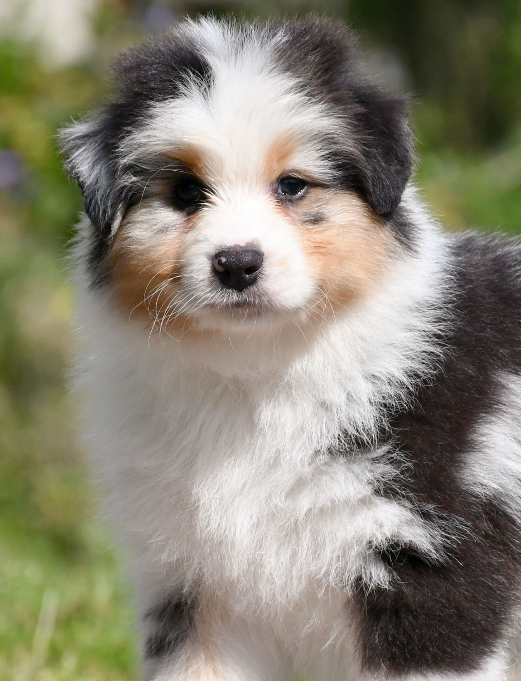 du chemin de la belle etoile - Chiots disponibles - Berger Australien