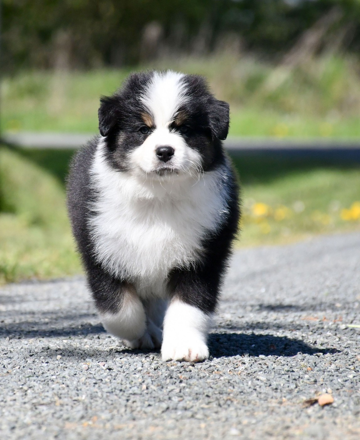 du chemin de la belle etoile - Chiots disponibles - Berger Australien