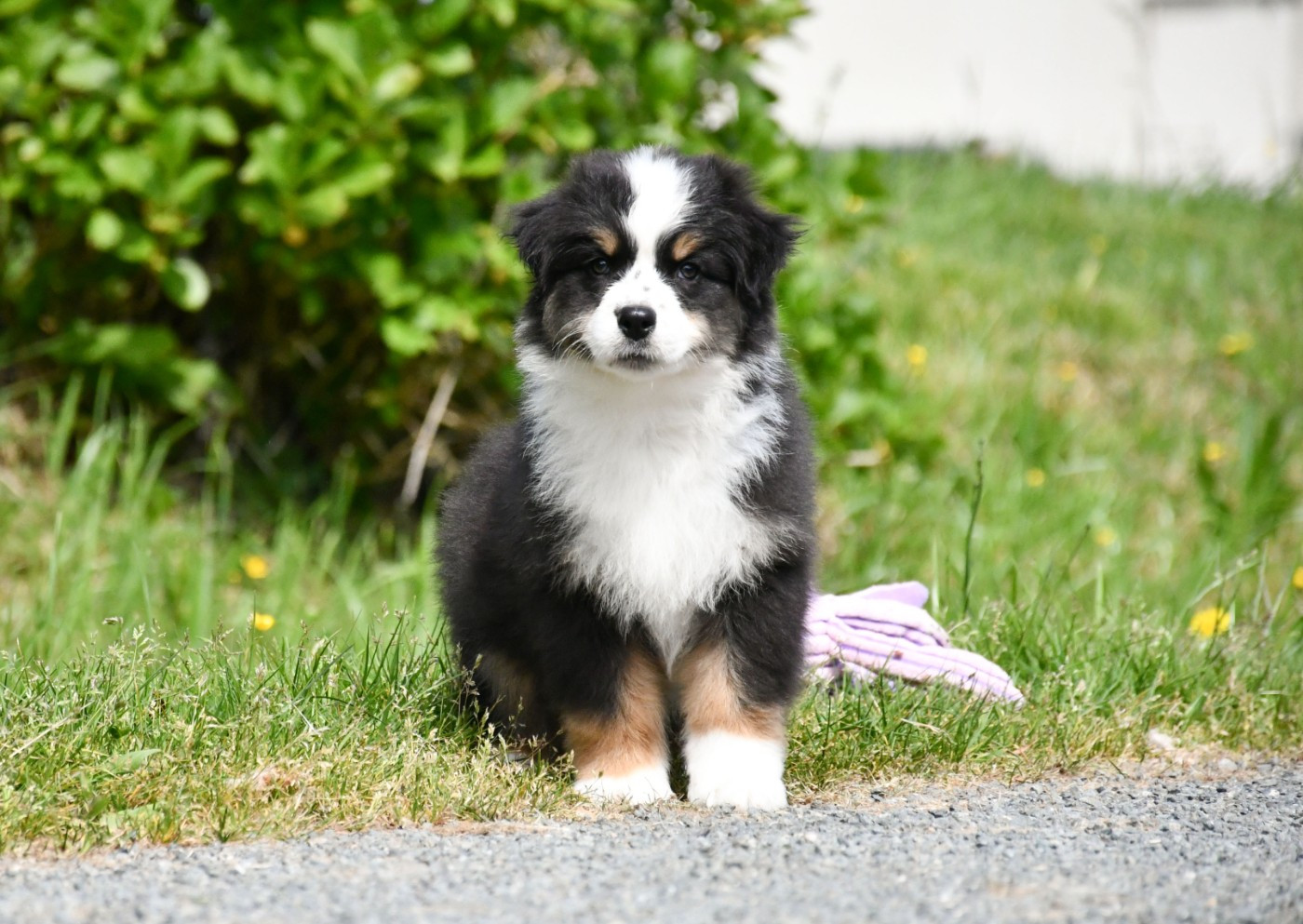 du chemin de la belle etoile - Chiots disponibles - Berger Australien