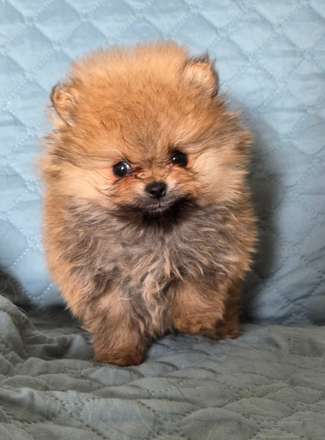 du chemin de la belle etoile - Chiots disponibles - Spitz allemand