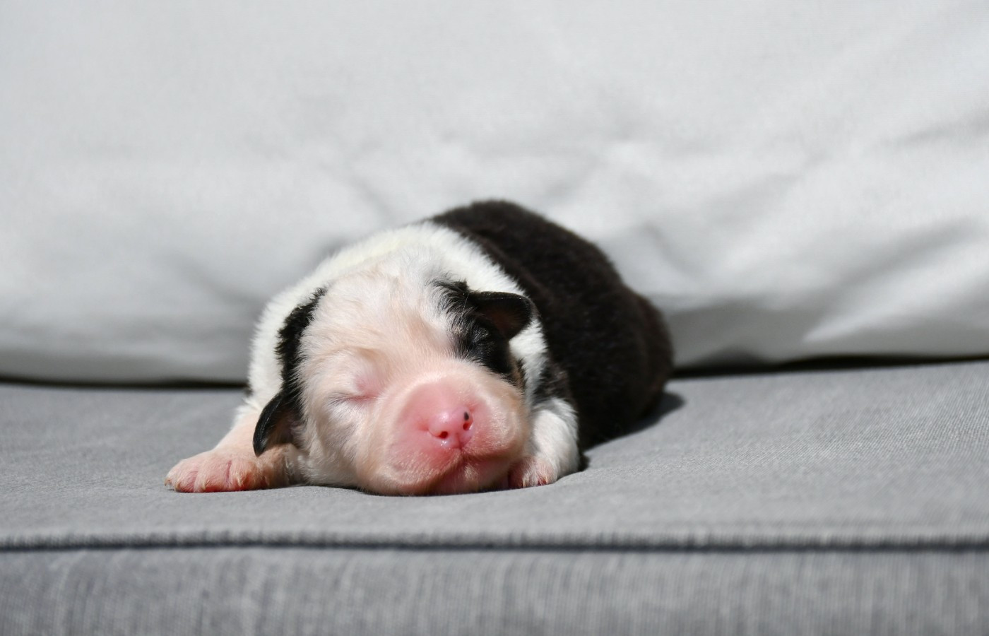 du chemin de la belle etoile - Chiots disponibles - Berger Australien