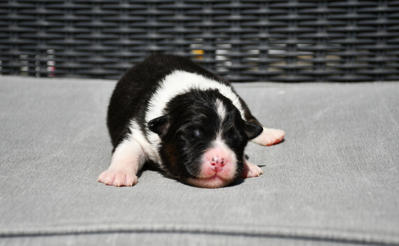 du chemin de la belle etoile - Chiots disponibles - Berger Australien