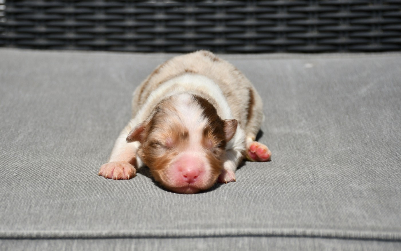 du chemin de la belle etoile - Chiots disponibles - Berger Australien