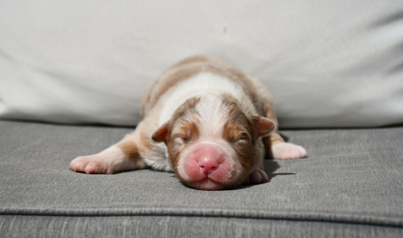 du chemin de la belle etoile - Chiots disponibles - Berger Australien