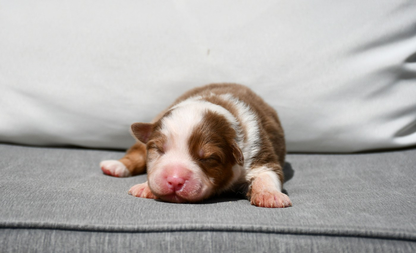 du chemin de la belle etoile - Chiots disponibles - Berger Australien