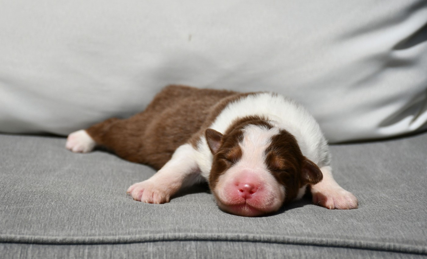 du chemin de la belle etoile - Chiots disponibles - Berger Australien