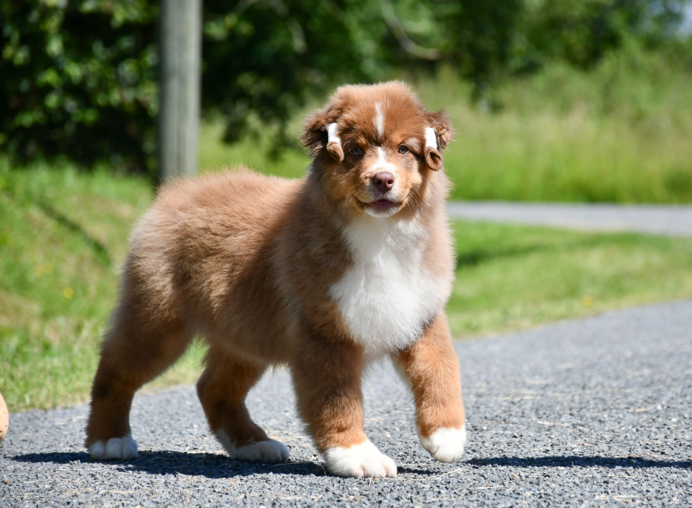 du chemin de la belle etoile - Chiots disponibles - Berger Australien
