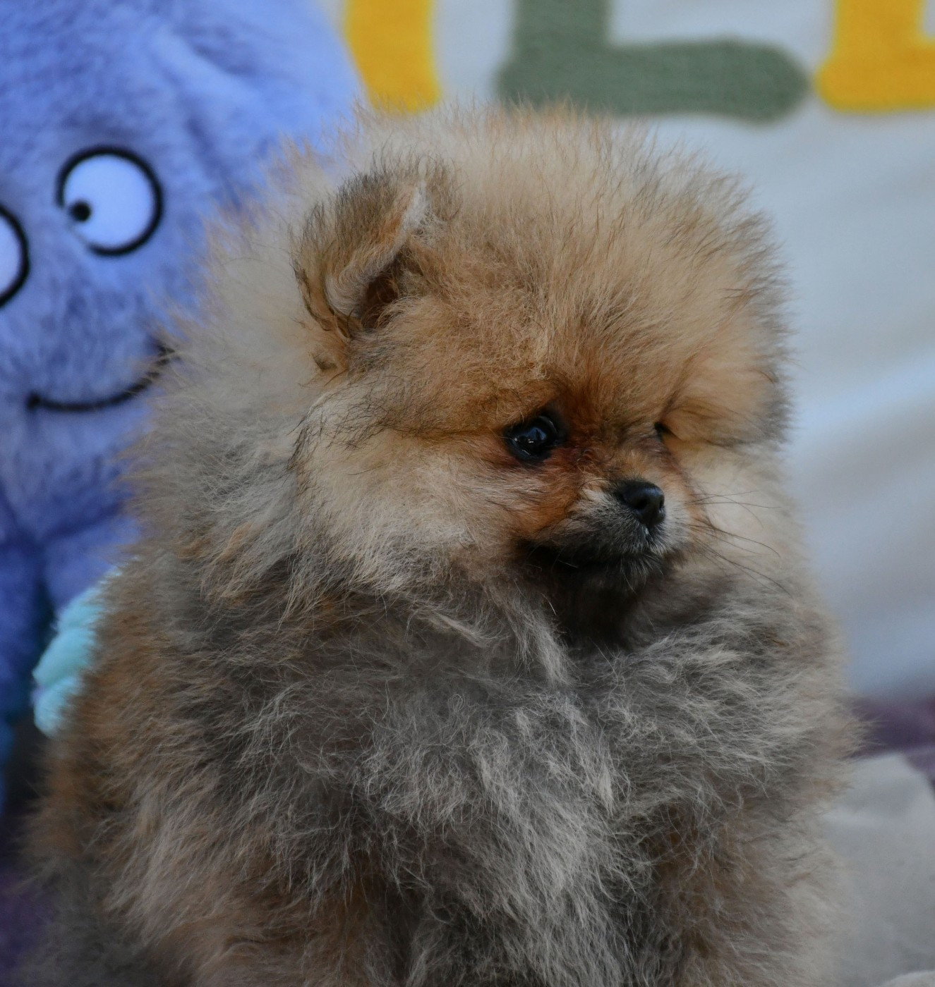 du chemin de la belle etoile - Chiots disponibles - Spitz allemand