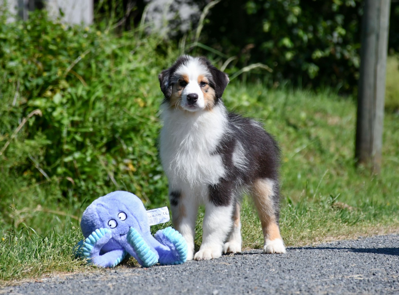du chemin de la belle etoile - Chiots disponibles - Berger Australien