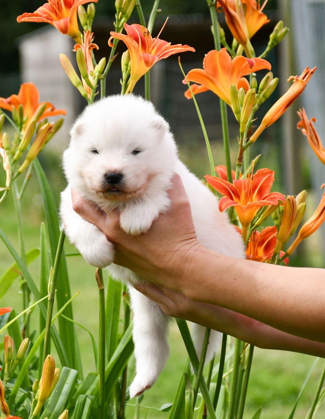du chemin de la belle etoile - Chiots disponibles - Samoyède
