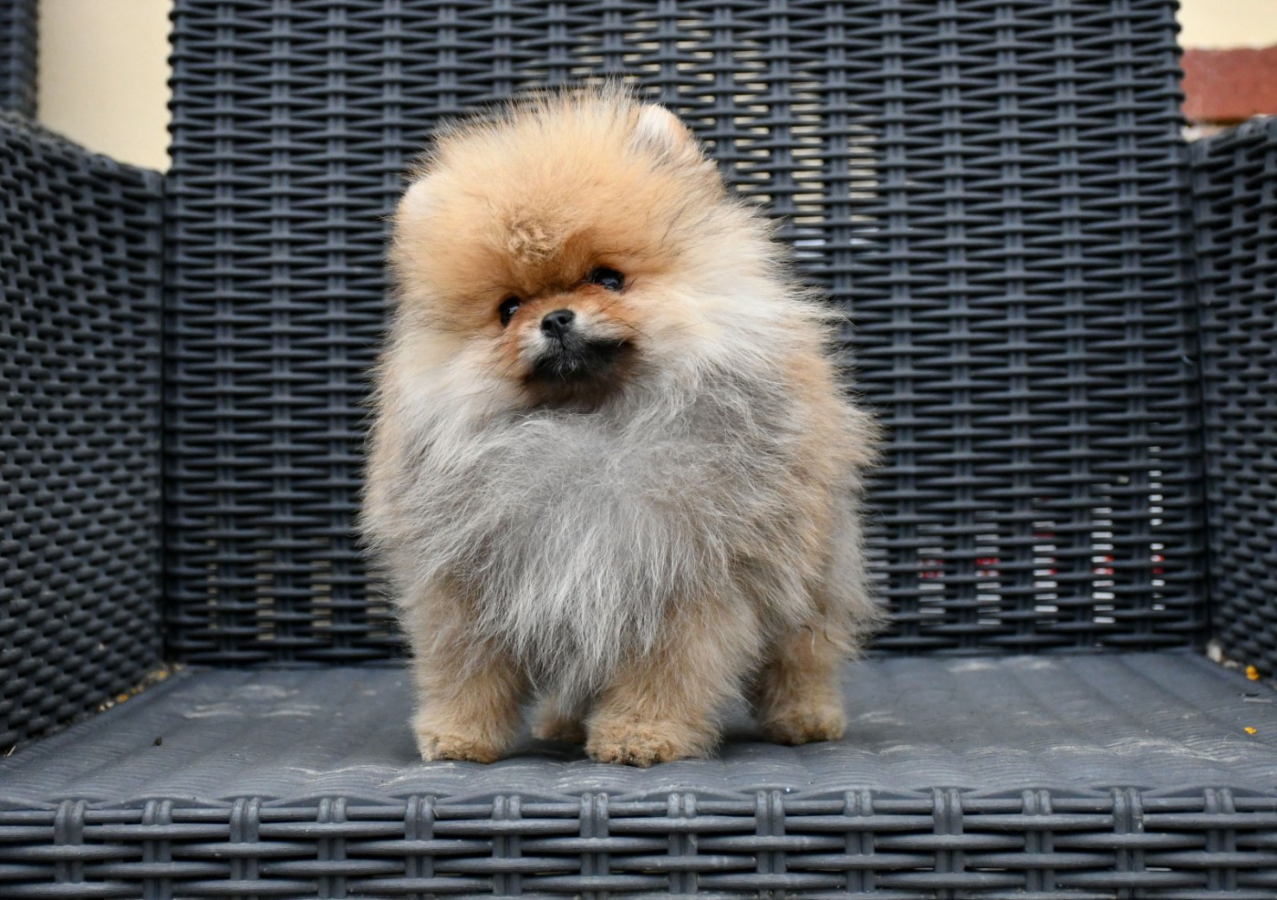 du chemin de la belle etoile - Chiots disponibles - Spitz allemand