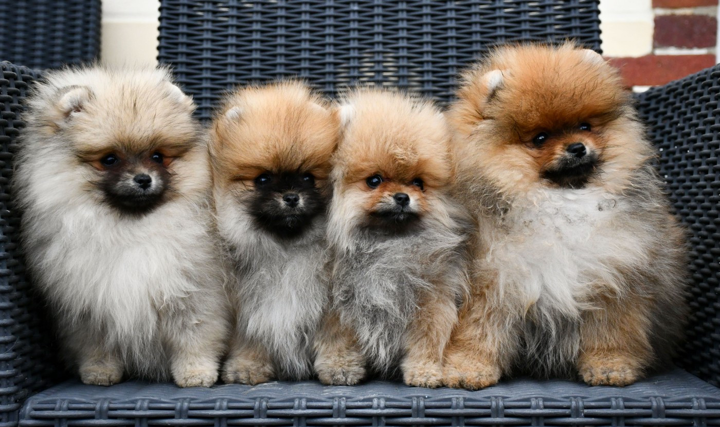 Chiot Spitz allemand du chemin de la belle etoile
