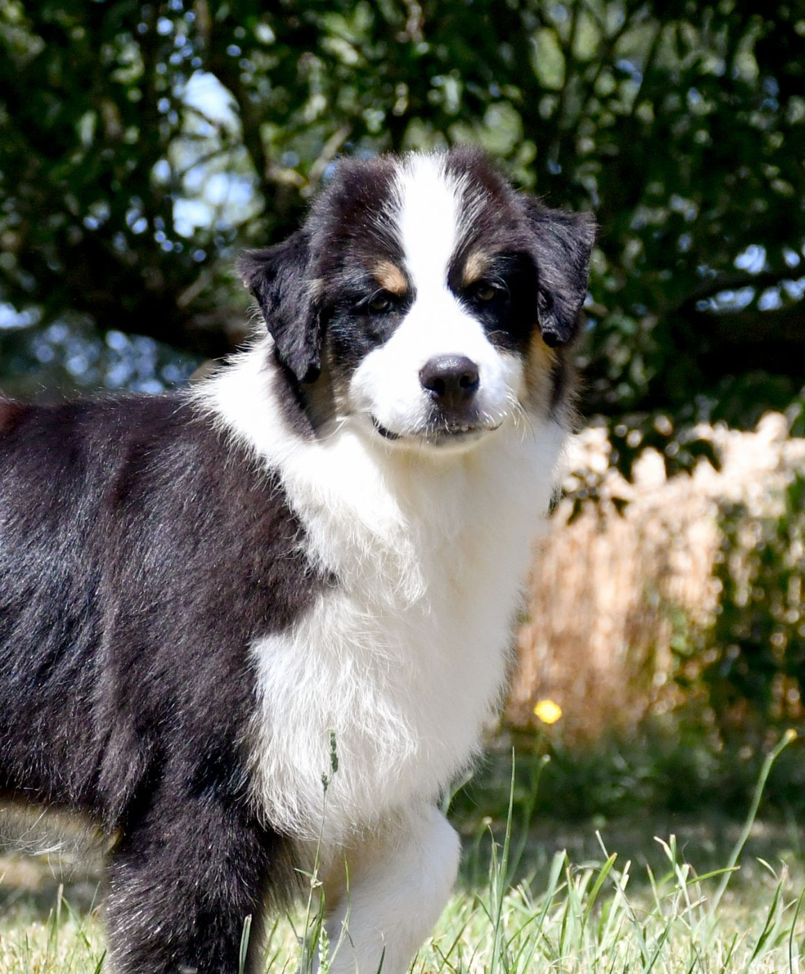 du chemin de la belle etoile - Chiots disponibles - Berger Australien