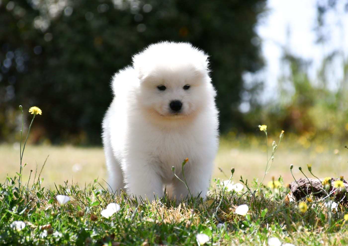 du chemin de la belle etoile - Chiots disponibles - Samoyède