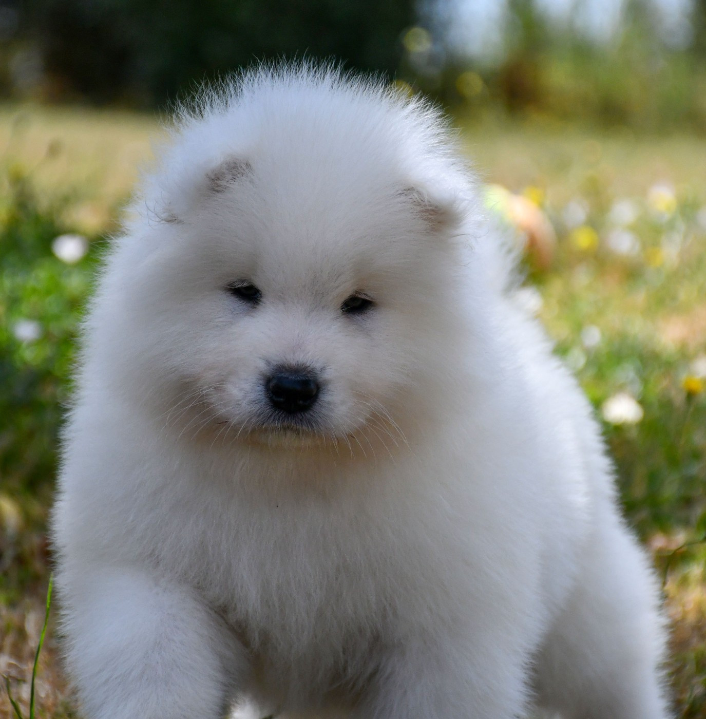 du chemin de la belle etoile - Chiots disponibles - Samoyède