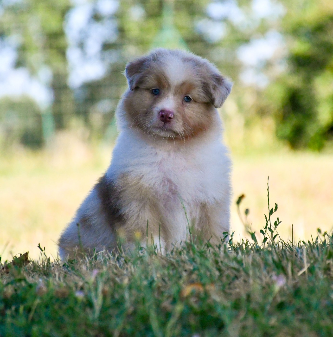 du chemin de la belle etoile - Chiots disponibles - Berger Australien