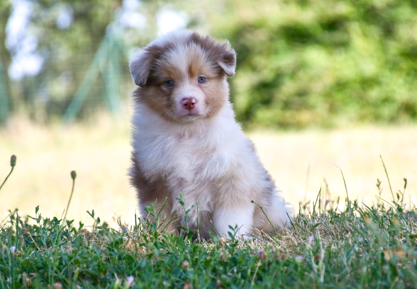 du chemin de la belle etoile - Chiots disponibles - Berger Australien