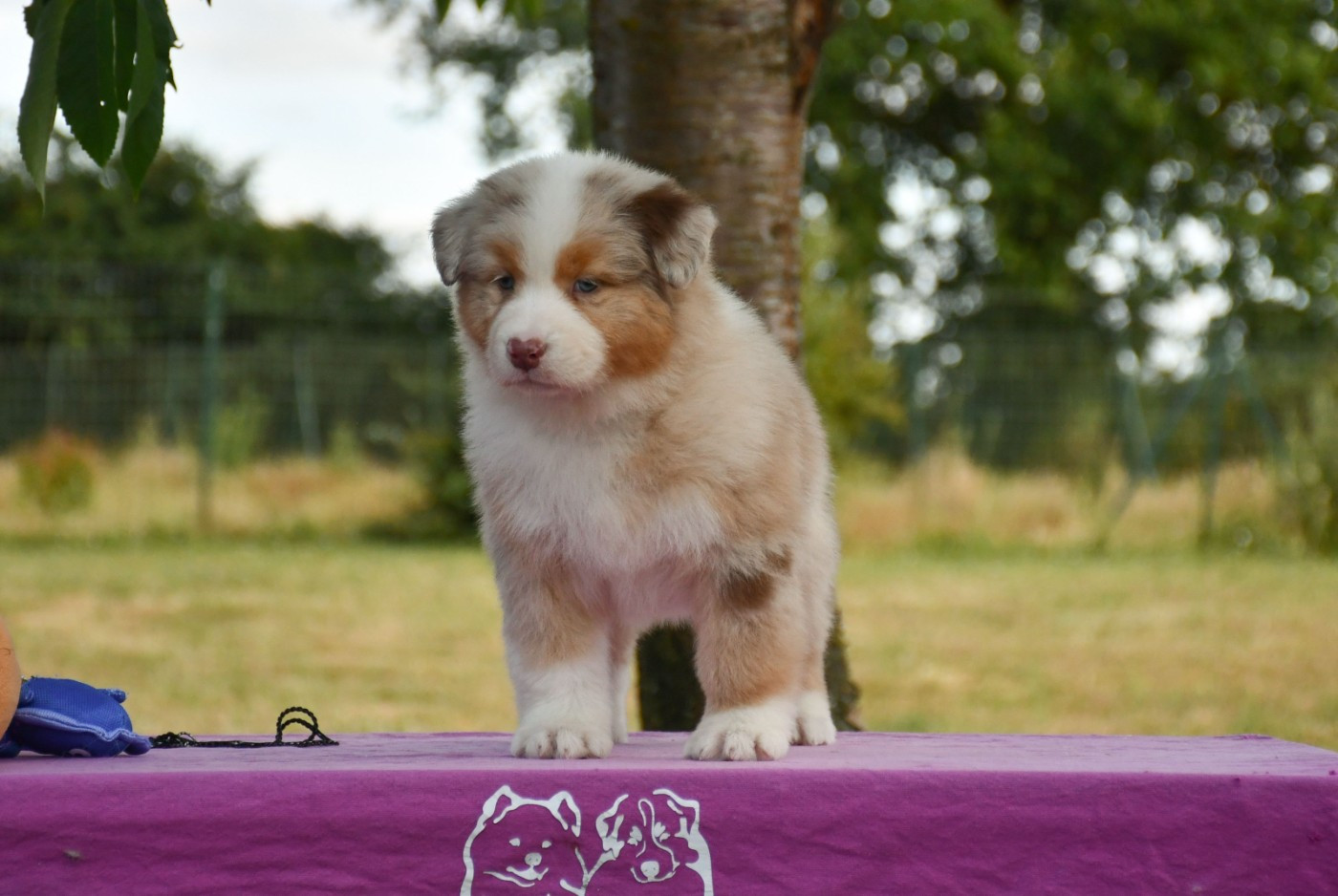 du chemin de la belle etoile - Chiots disponibles - Berger Australien