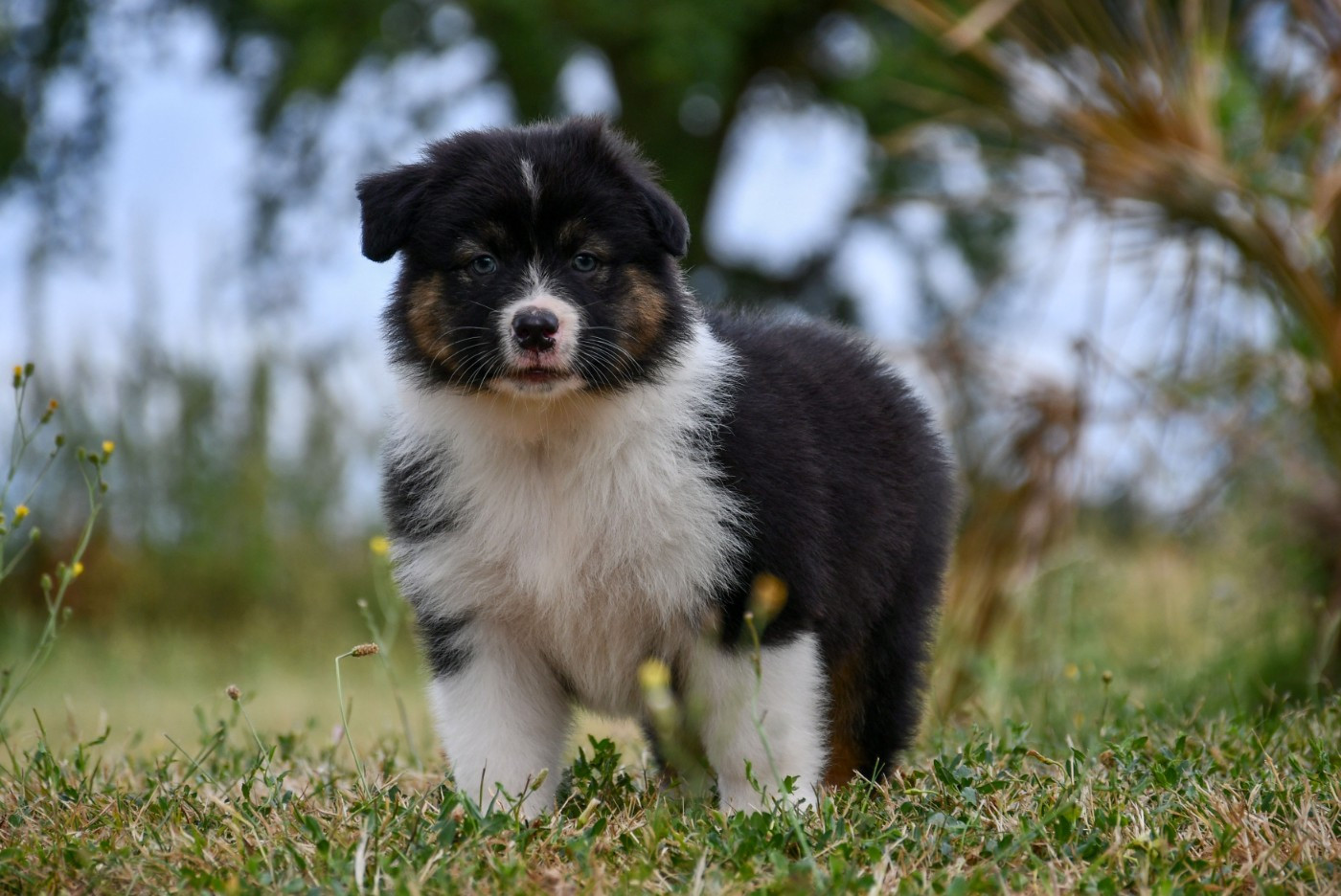 du chemin de la belle etoile - Chiots disponibles - Berger Australien
