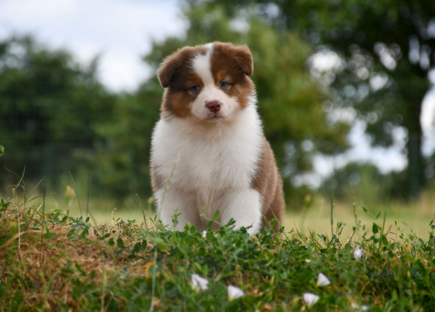 du chemin de la belle etoile - Chiots disponibles - Berger Australien
