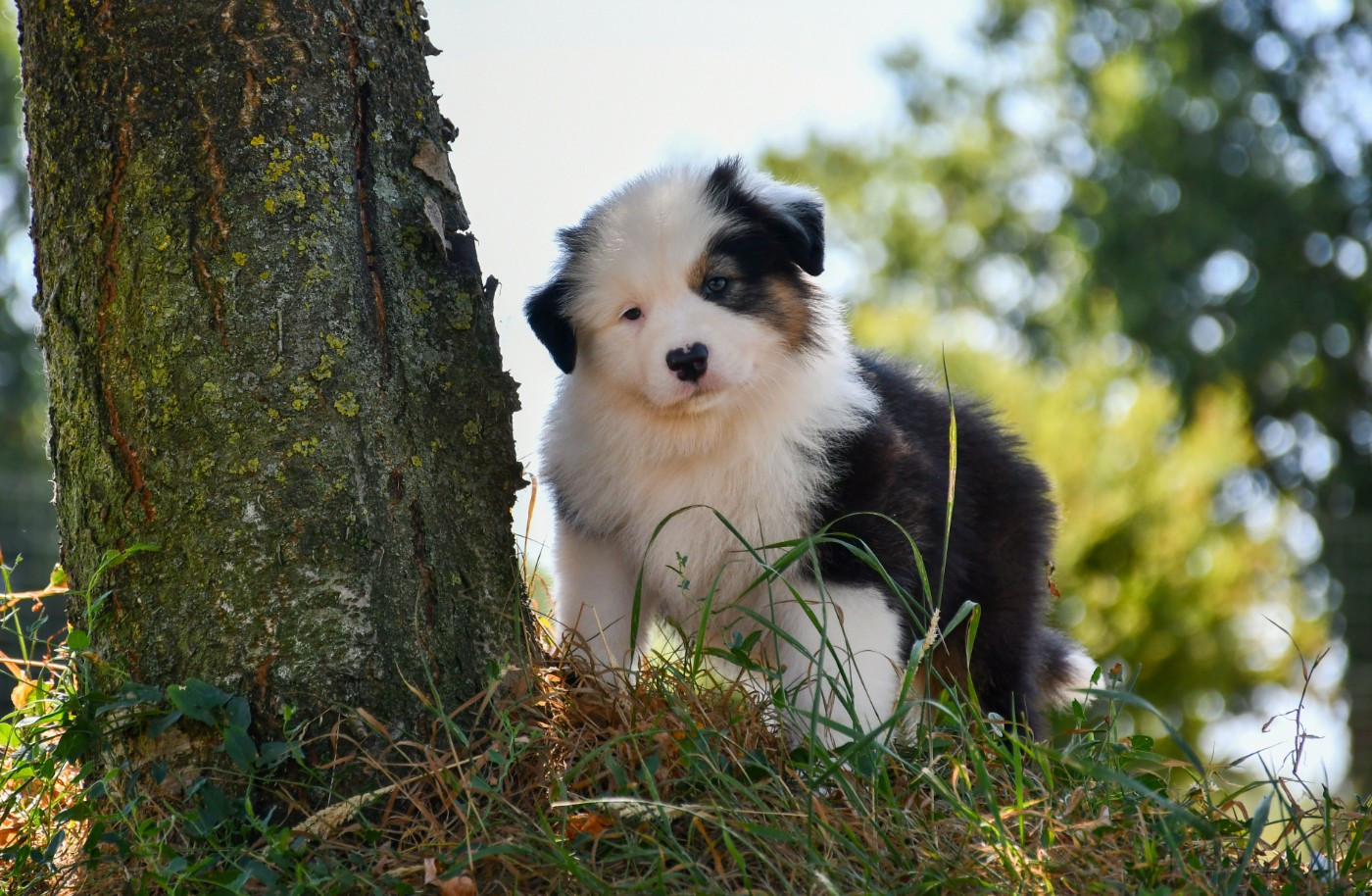 du chemin de la belle etoile - Chiots disponibles - Berger Australien