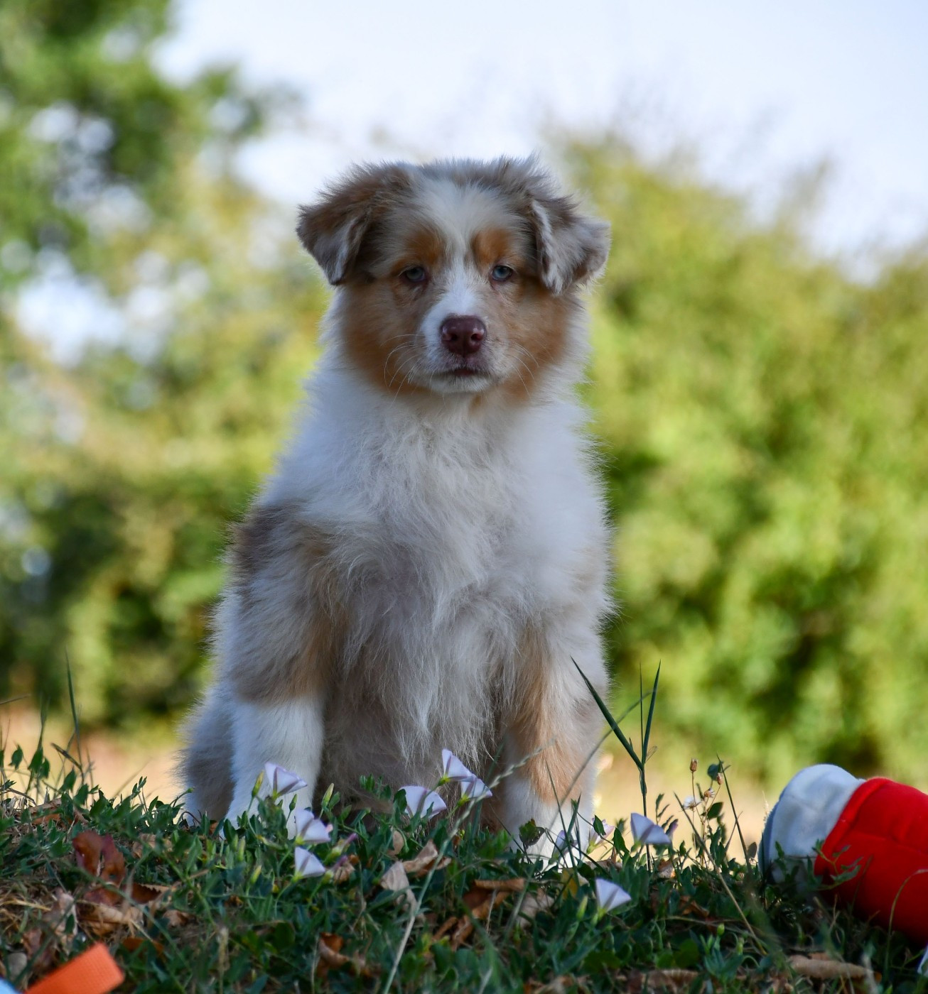 du chemin de la belle etoile - Chiots disponibles - Berger Australien