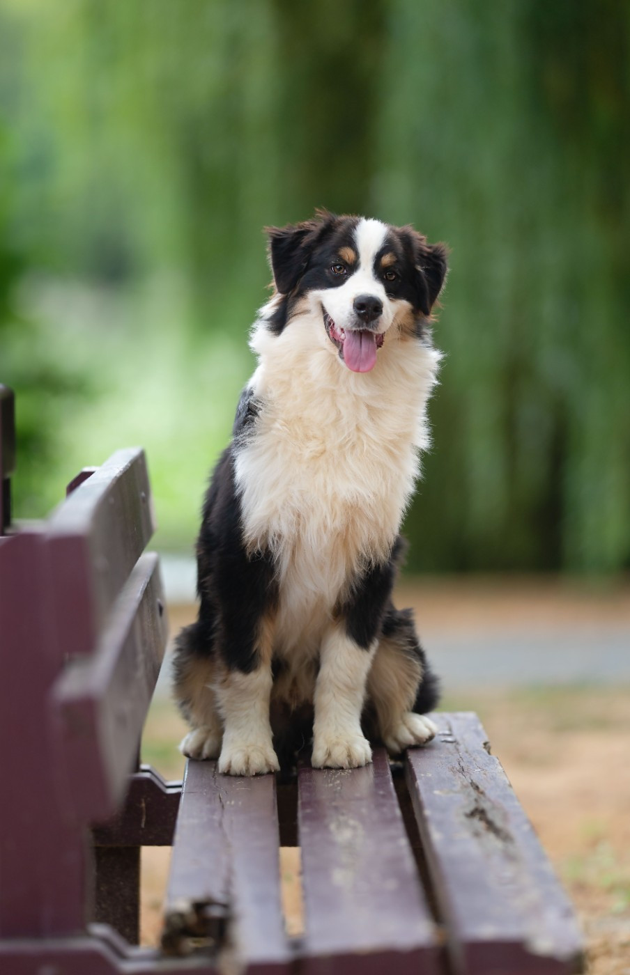 du chemin de la belle etoile - Chiots disponibles - Berger Australien