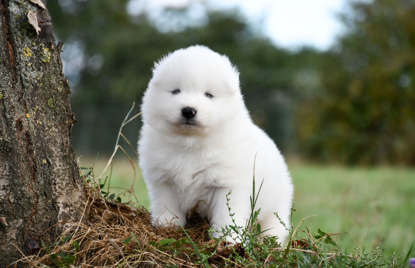 du chemin de la belle etoile - Chiots disponibles - Samoyède