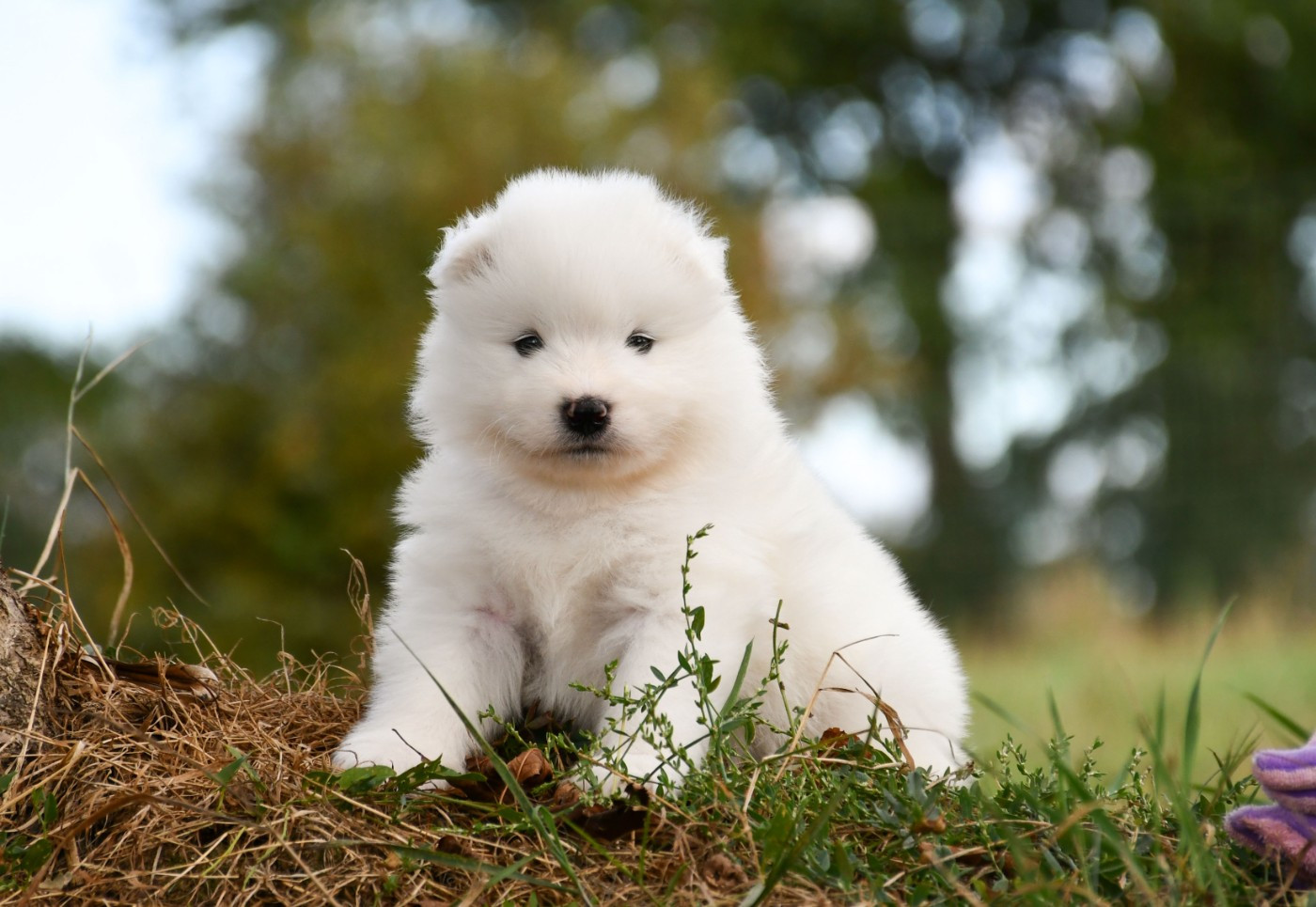 du chemin de la belle etoile - Chiots disponibles - Samoyède