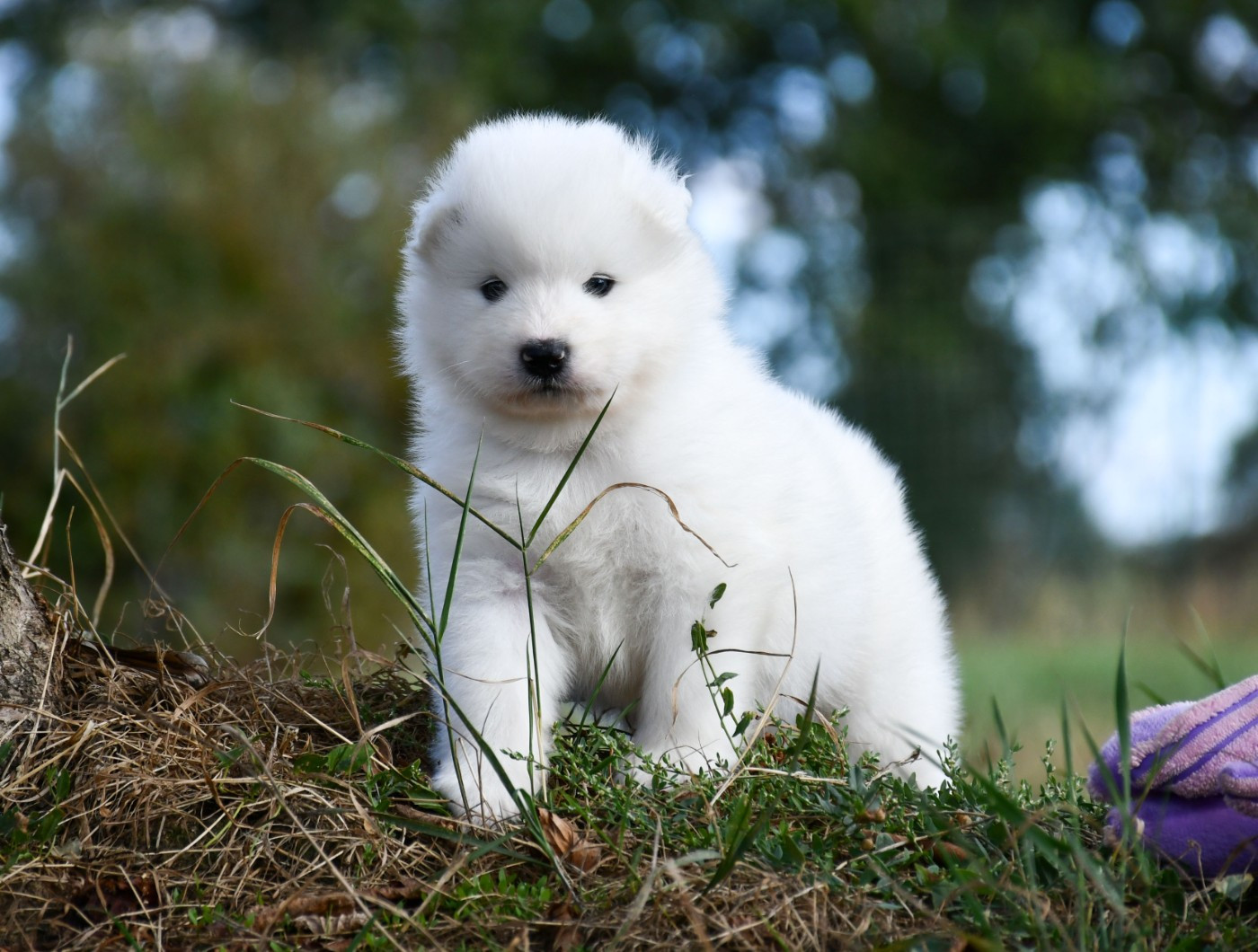 du chemin de la belle etoile - Chiots disponibles - Samoyède