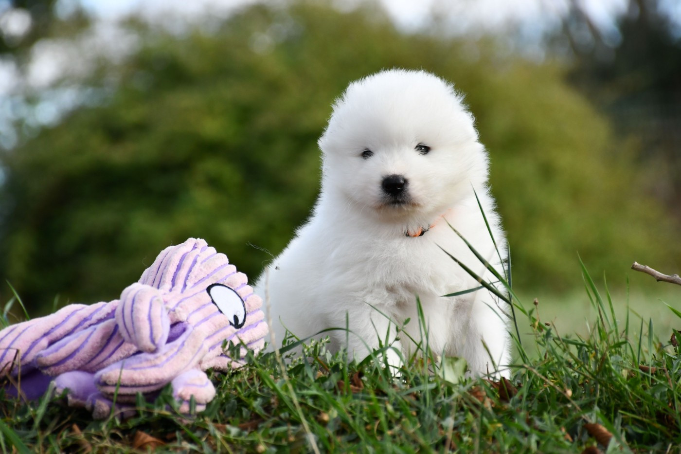 du chemin de la belle etoile - Chiots disponibles - Samoyède