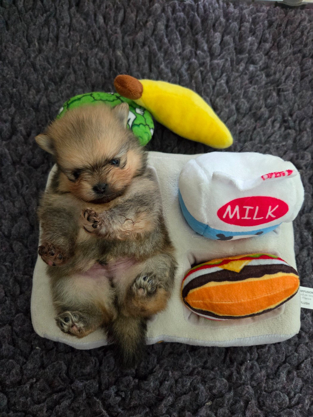 du chemin de la belle etoile - Chiots disponibles - Spitz allemand