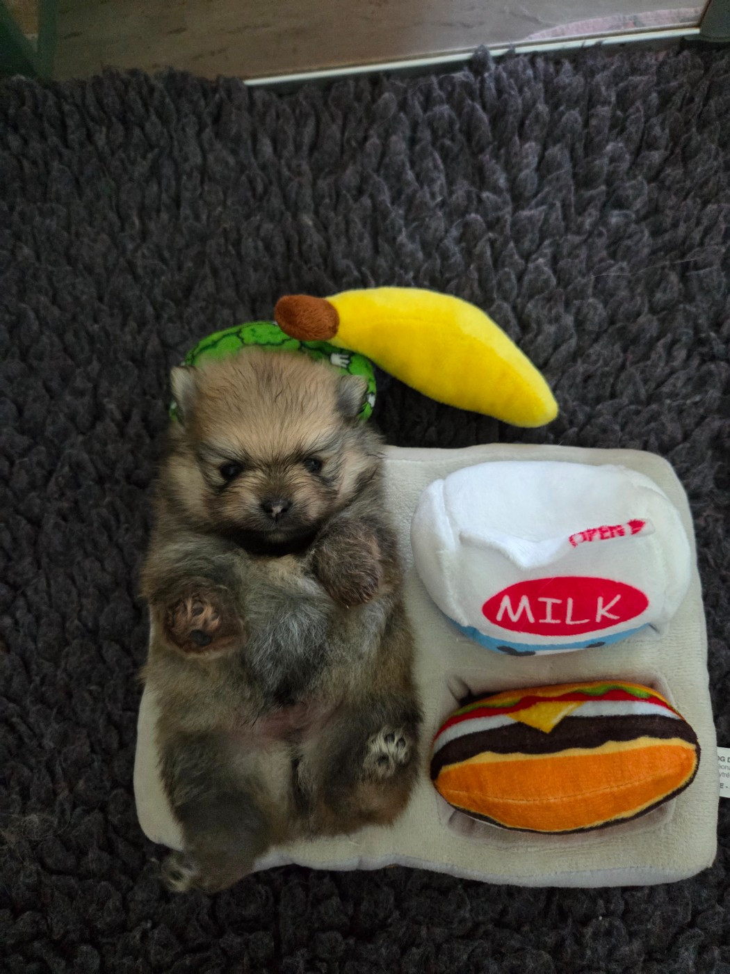 du chemin de la belle etoile - Chiots disponibles - Spitz allemand