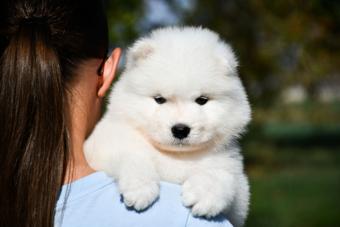 du chemin de la belle etoile - Chiots disponibles - Samoyède