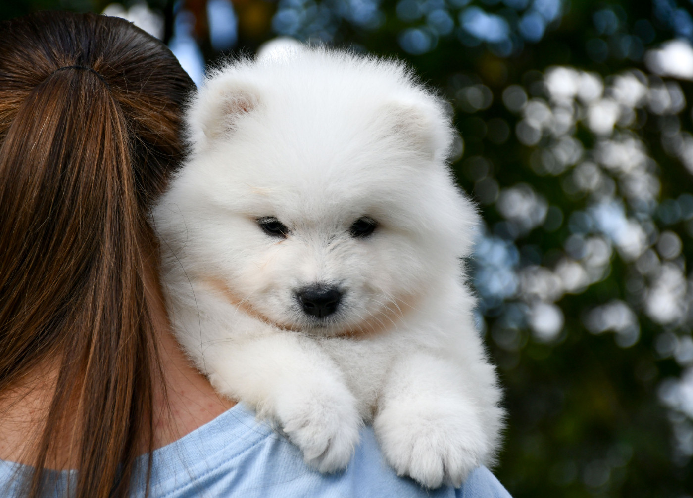 du chemin de la belle etoile - Chiots disponibles - Samoyède