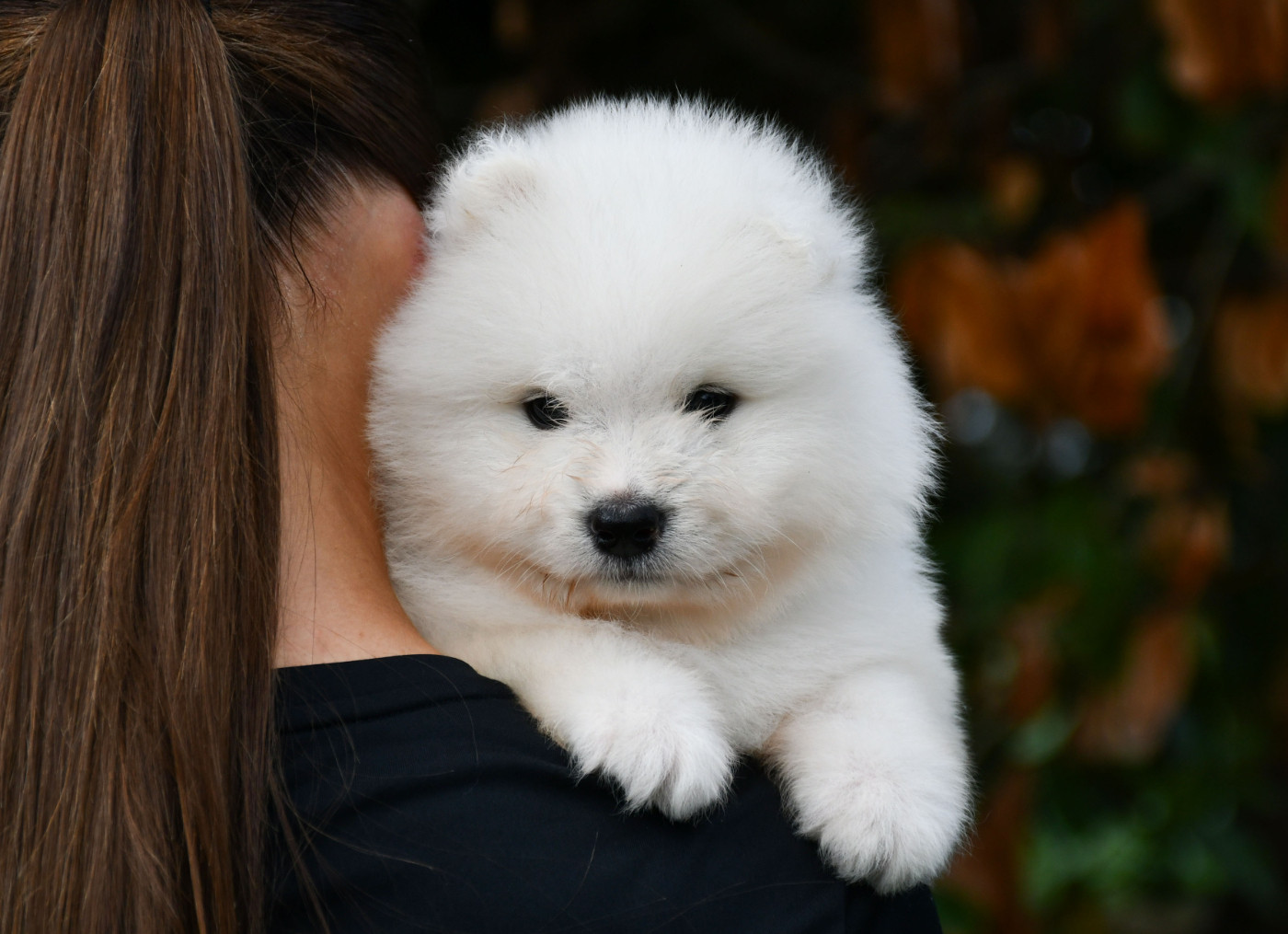 du chemin de la belle etoile - Chiots disponibles - Samoyède