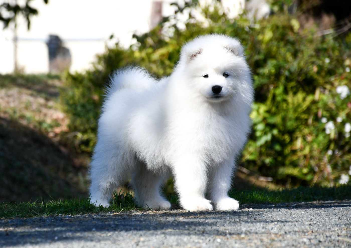 du chemin de la belle etoile - Chiots disponibles - Samoyède