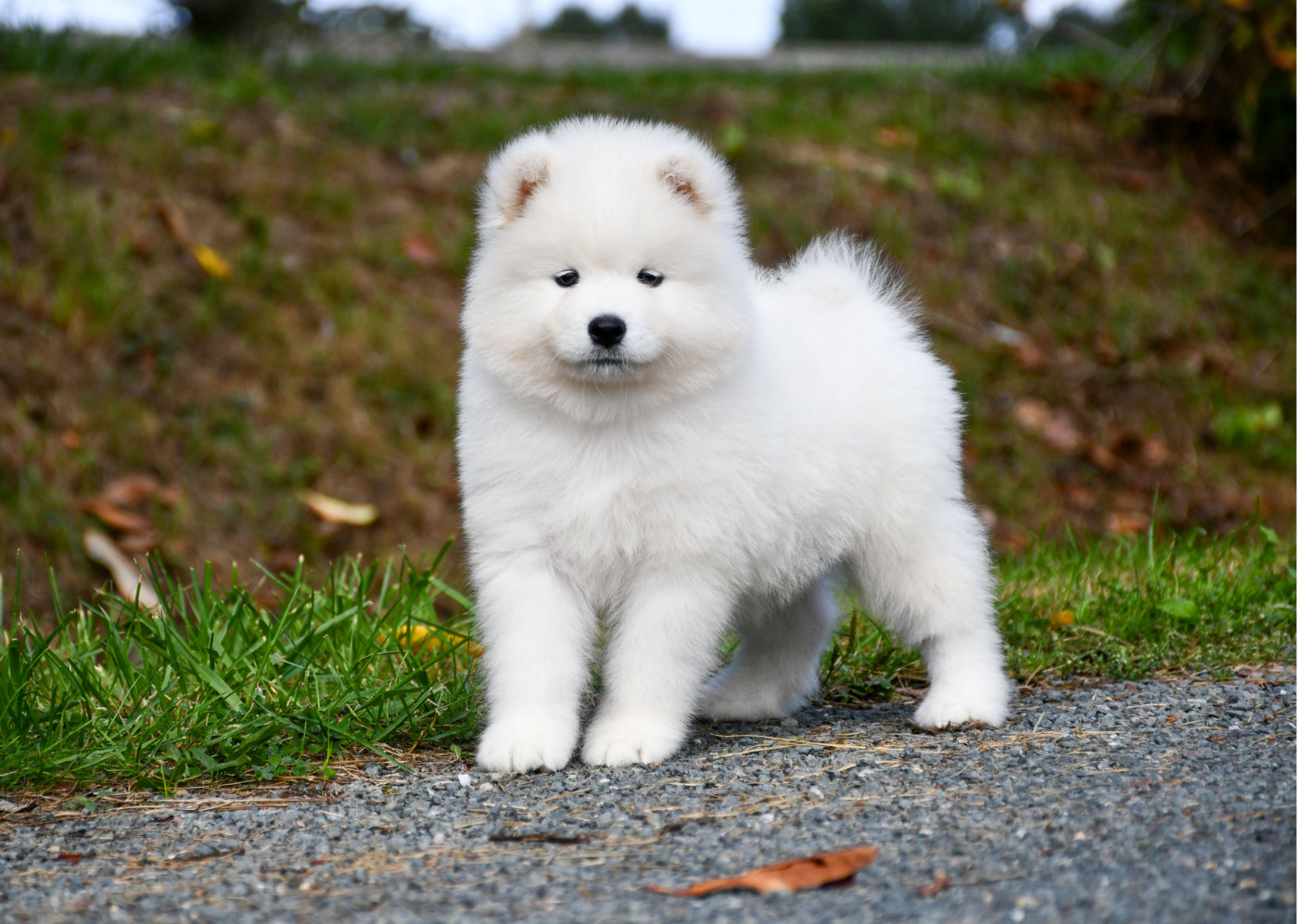 du chemin de la belle etoile - Chiots disponibles - Samoyède