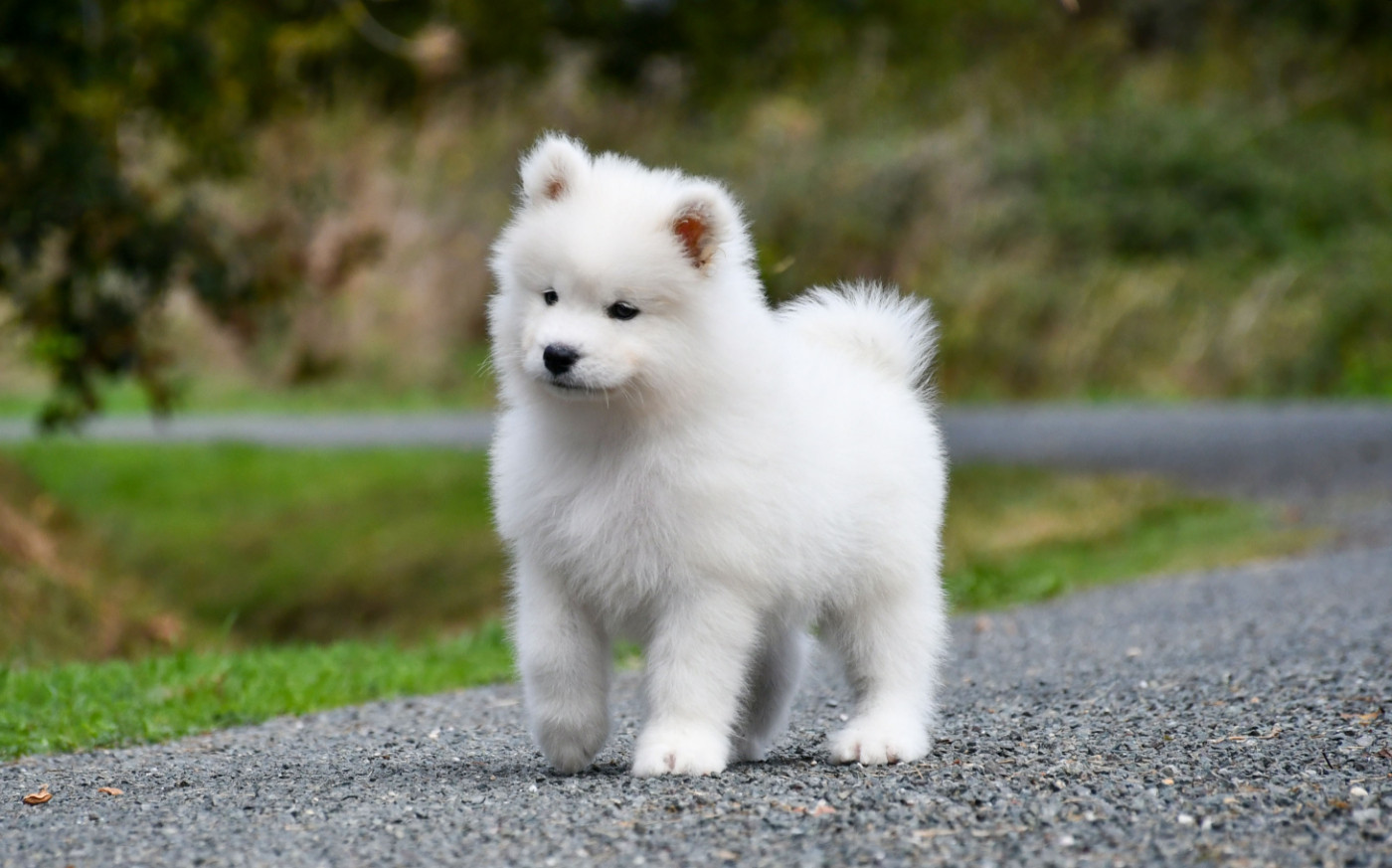 du chemin de la belle etoile - Chiots disponibles - Samoyède
