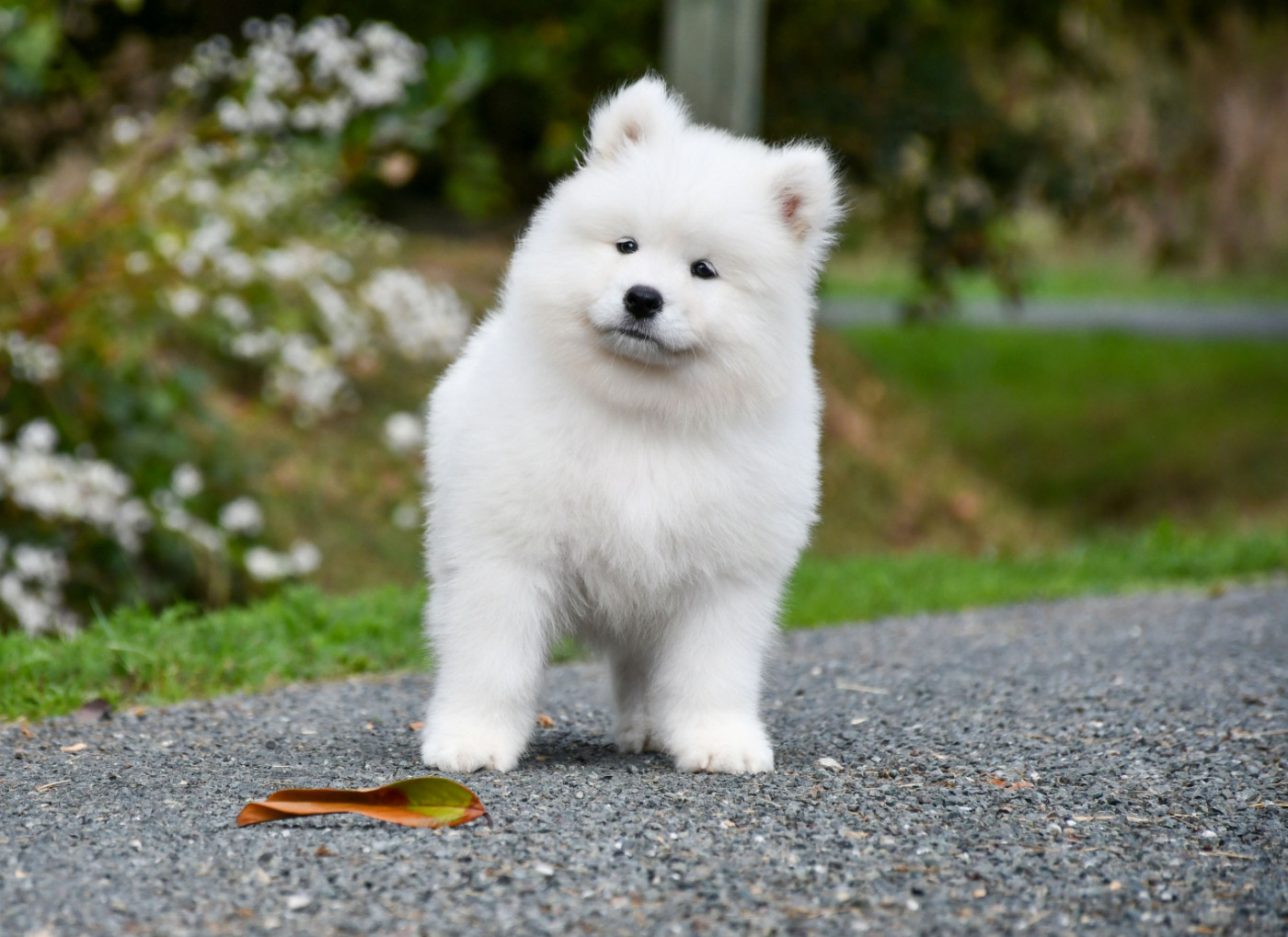 du chemin de la belle etoile - Chiots disponibles - Samoyède