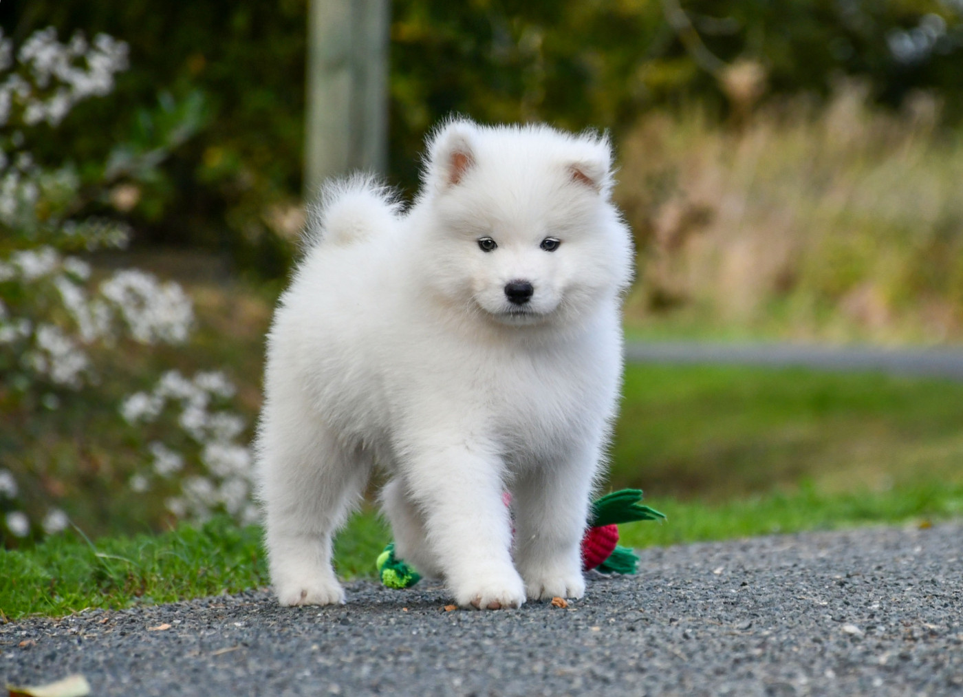 du chemin de la belle etoile - Chiots disponibles - Samoyède