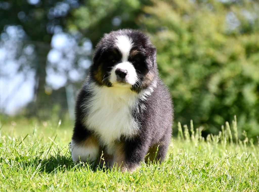 du chemin de la belle etoile - Chiots disponibles - Berger Australien