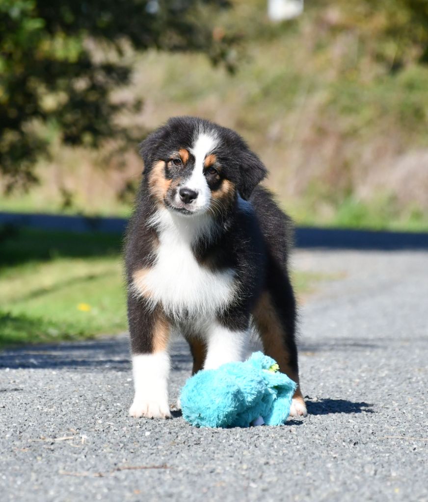du chemin de la belle etoile - Chiots disponibles - Berger Australien
