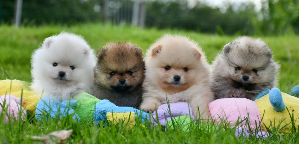 Chiot Spitz allemand du chemin de la belle etoile