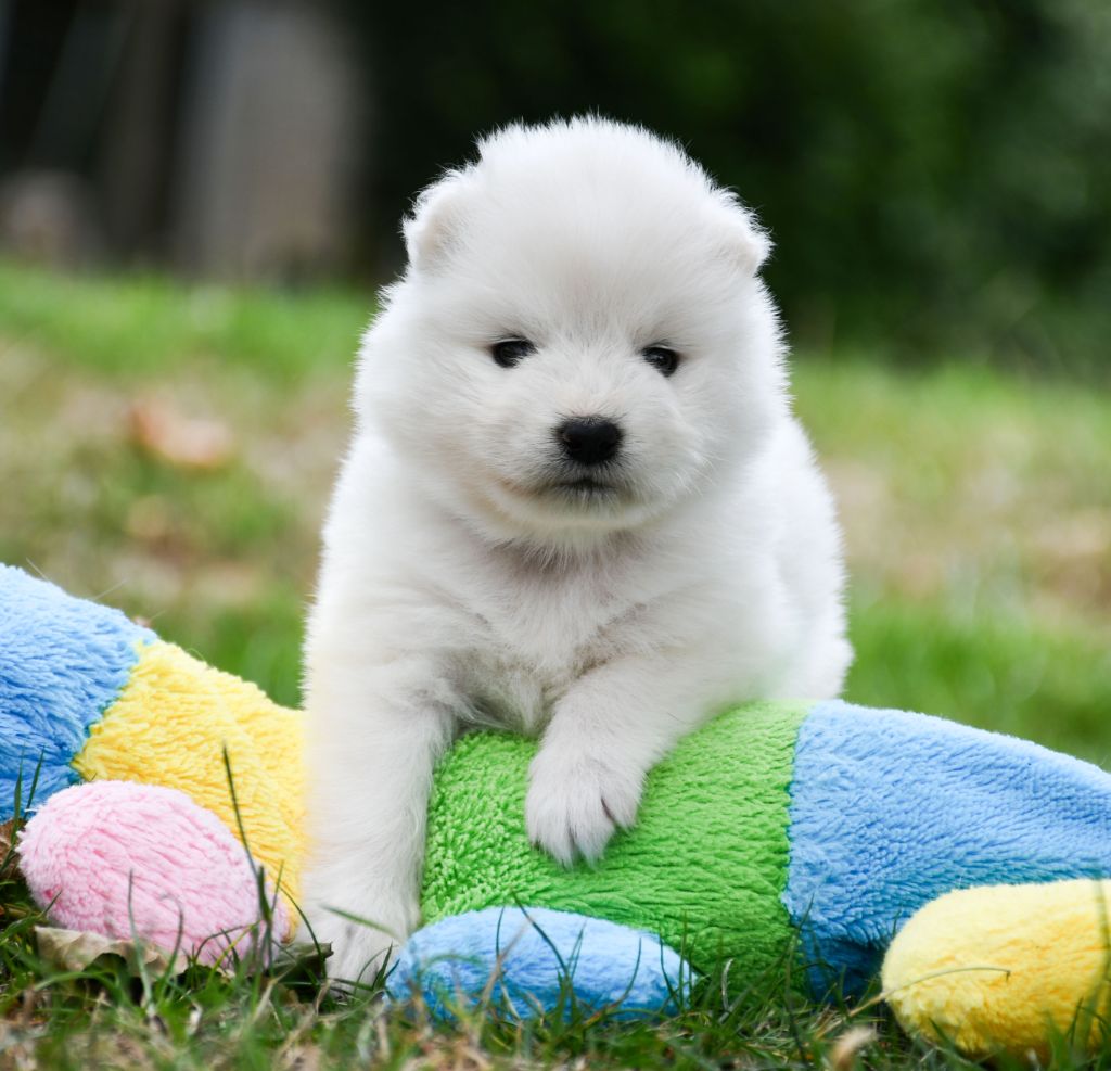 du chemin de la belle etoile - Chiots disponibles - Samoyède