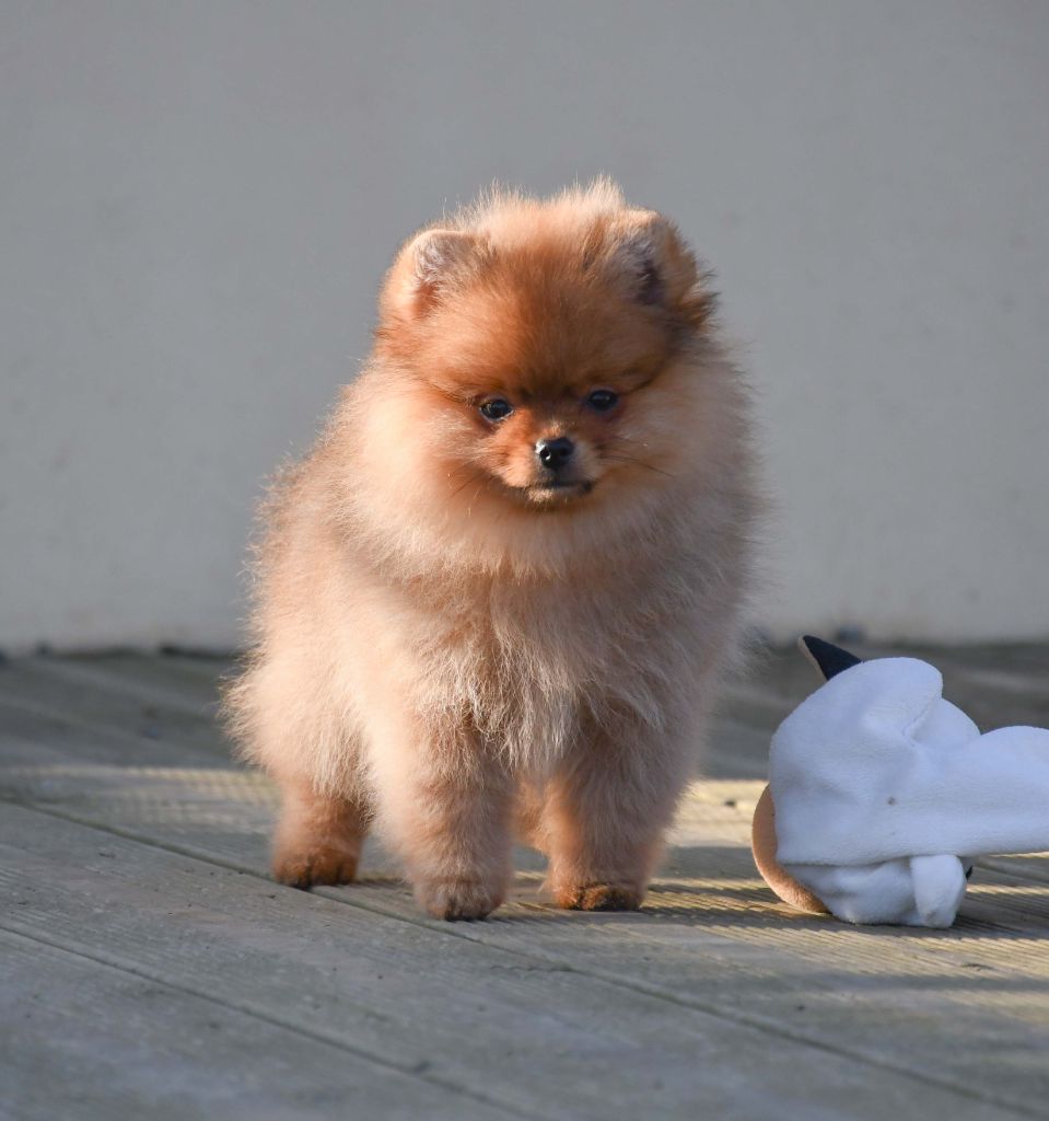 du chemin de la belle etoile - Spitz allemand - Portée née le 25/10/2023