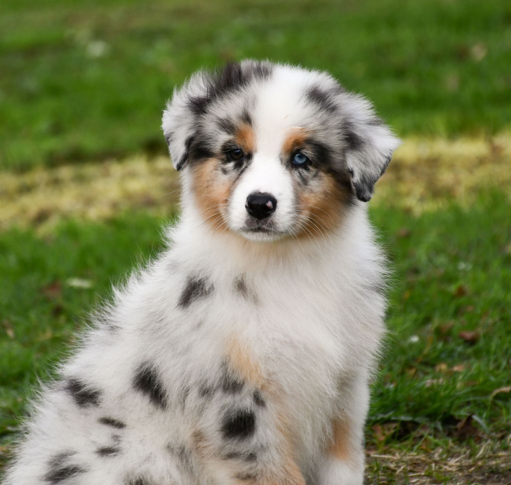 du chemin de la belle etoile - Chiots disponibles - Berger Australien